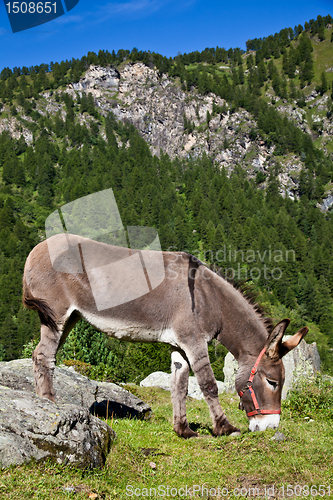 Image of Donkey on Italian Alps