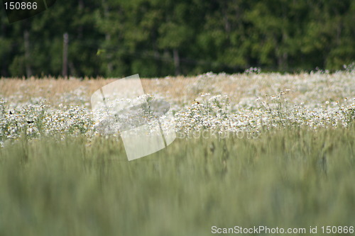 Image of Field