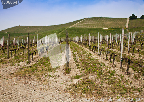 Image of Barbera vineyard - Italy