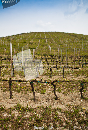 Image of Barbera vineyard - Italy