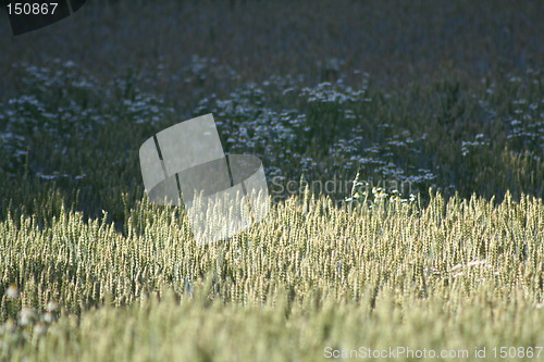 Image of Field