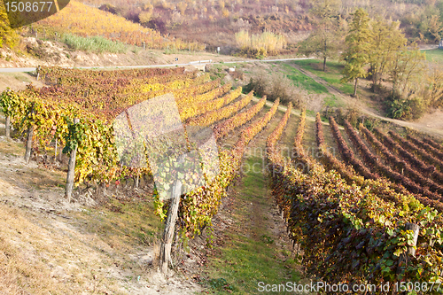 Image of Vineyard in autumn