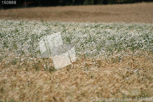 Image of Field