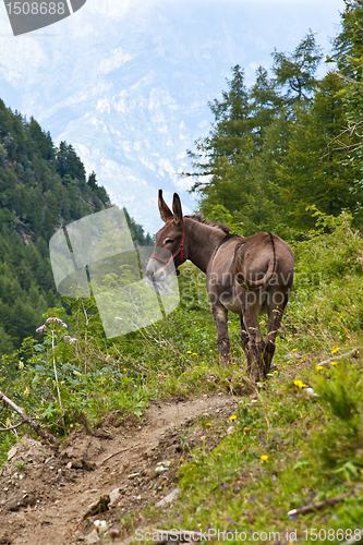 Image of Donkey on Italian Alps