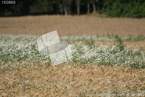 Image of Field