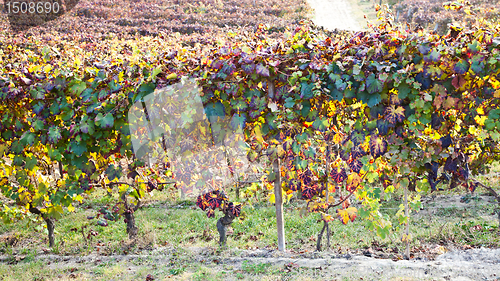 Image of Vineyard in autumn