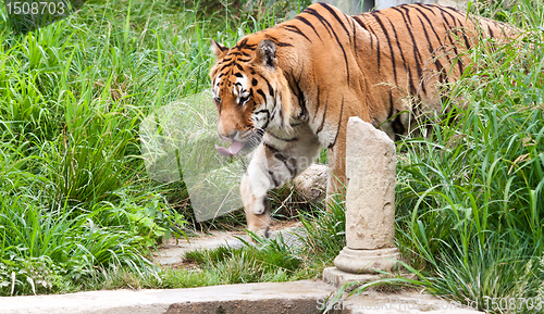 Image of Danger: hungry tiger