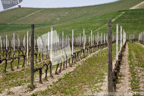 Image of Barbera vineyard - Italy