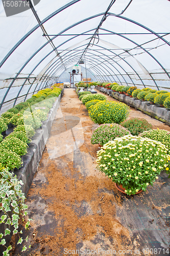 Image of Greenhouse 