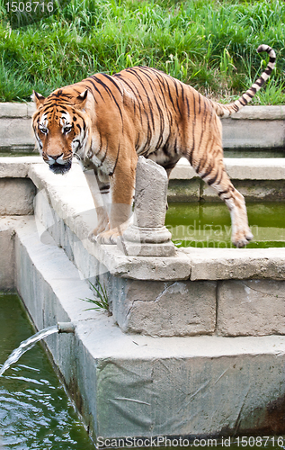 Image of Danger: hungry tiger