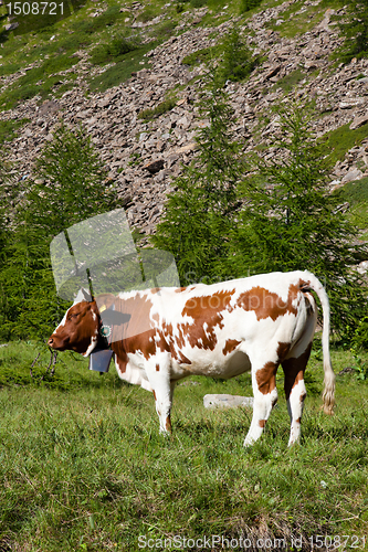 Image of Cows and Italian Alps