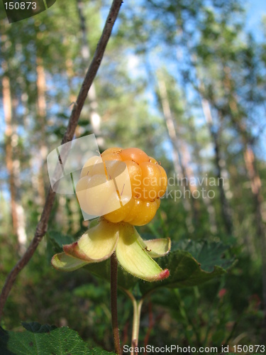 Image of Ripe cloudberry (dwarf mulberry).