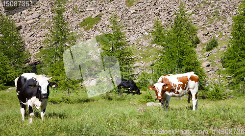 Image of Cows and Italian Alps