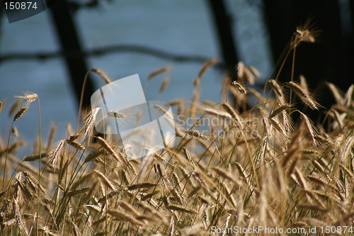 Image of Nature