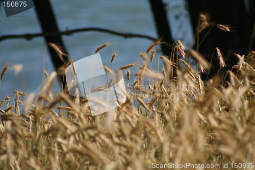 Image of Corn and water