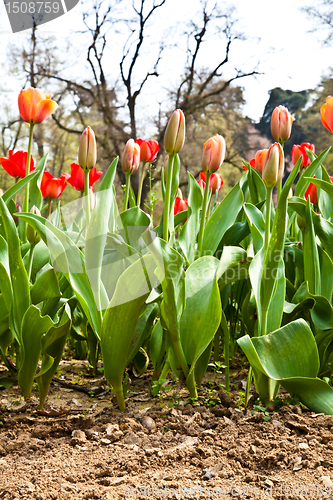 Image of Spring tulips impregnated by the sun