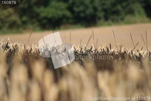 Image of Grain, corn