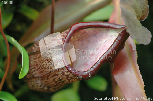 Image of Pitcher Plant