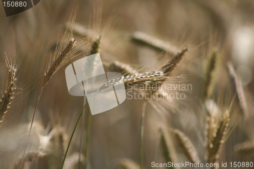 Image of grain, corn