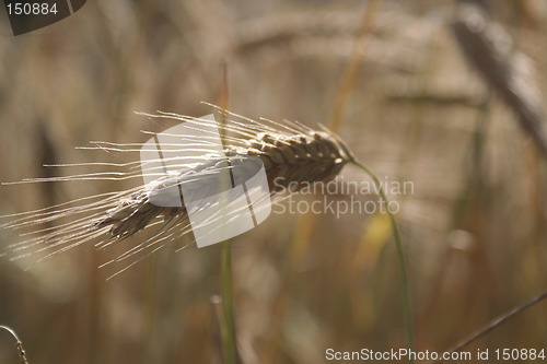 Image of Grain