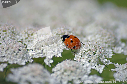 Image of Lady and Lace