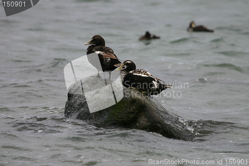 Image of two eider ducks