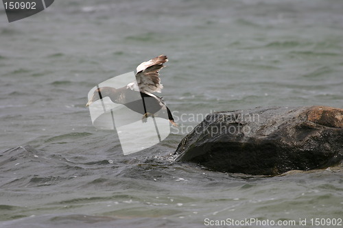 Image of The jump