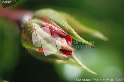 Image of RoseBud