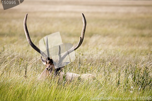 Image of bull elk