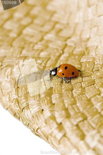 Image of ladybug