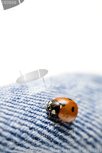 Image of ladybug on blue jeans