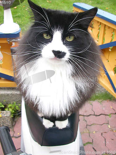 Image of Cat
