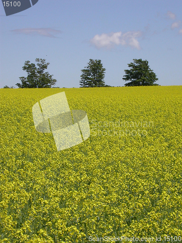 Image of Field of Mustard
