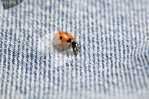 Image of ladybug on bluejeans