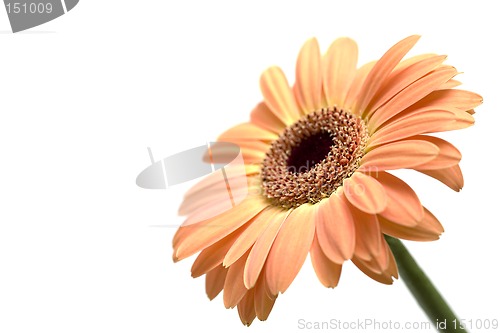 Image of gerber daisy isolated
