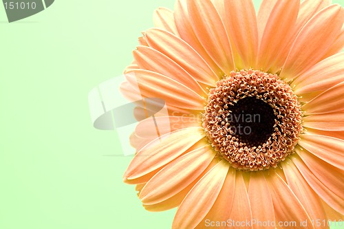 Image of daisy burst