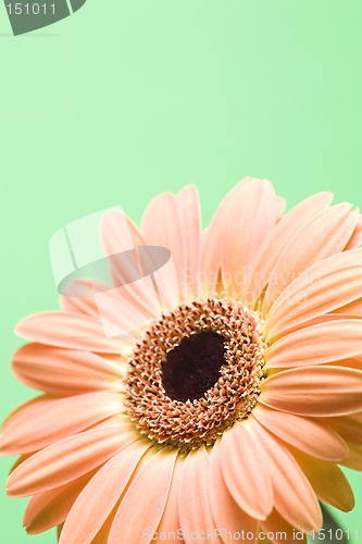 Image of daisy over green
