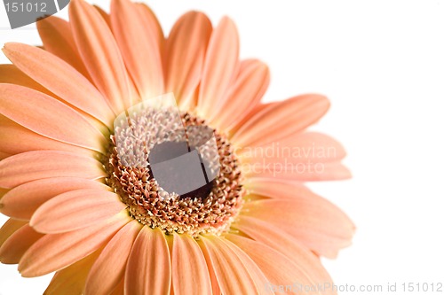 Image of daisy isolated macro