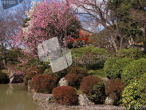 Image of Colourful garden