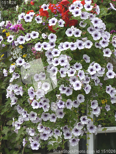 Image of Hanging Basket