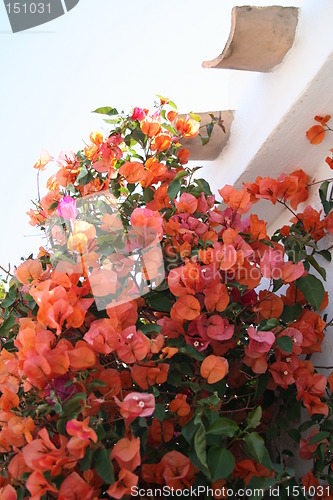 Image of Orange bougainvillea against white wall