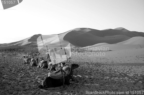 Image of Camels resting in a desert in B/W