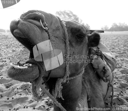 Image of Close up of camel's face in B/W