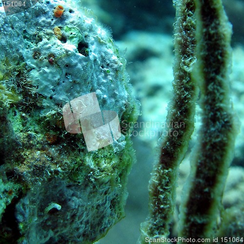 Image of Blenny in a coral #2