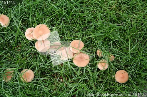 Image of Fungi in lawn