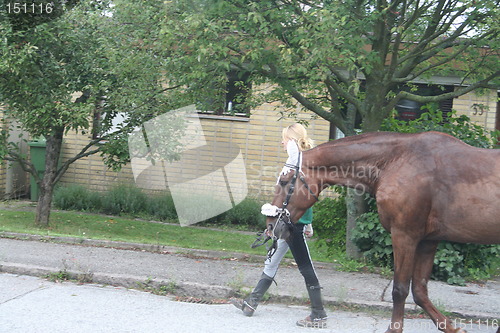 Image of Horse with decoration