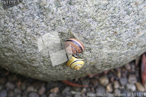 Image of Snails on stone