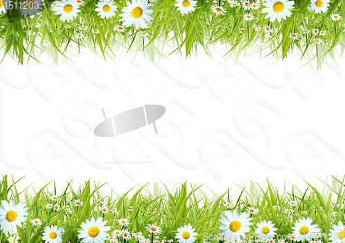 Image of White camomiles