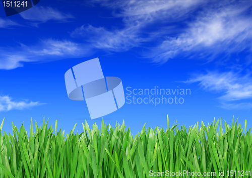 Image of Green grass against the sky background