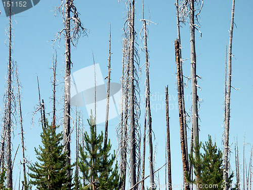 Image of New Growth After Fire